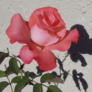 Meet your Posher, G.